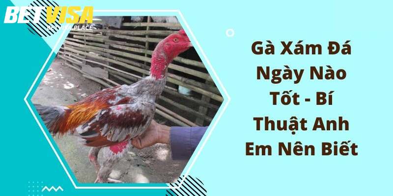 Gà Xám Đá Ngày Nào Tốt? Giải Mã Chi Tiết Từ Chuyên Gia